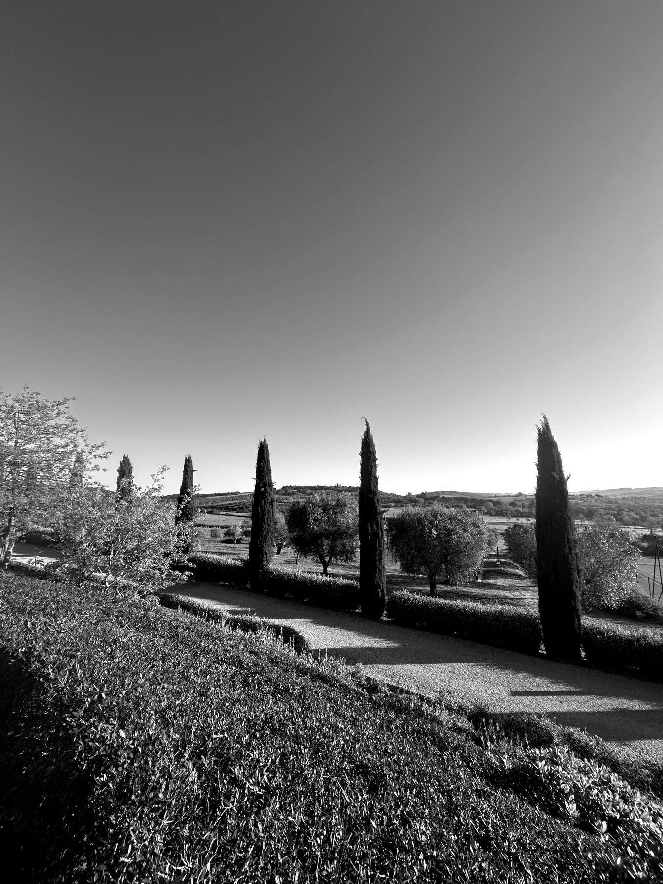 Row of cypress trees beside a gravel road in Tuscany at dawn, in black and white