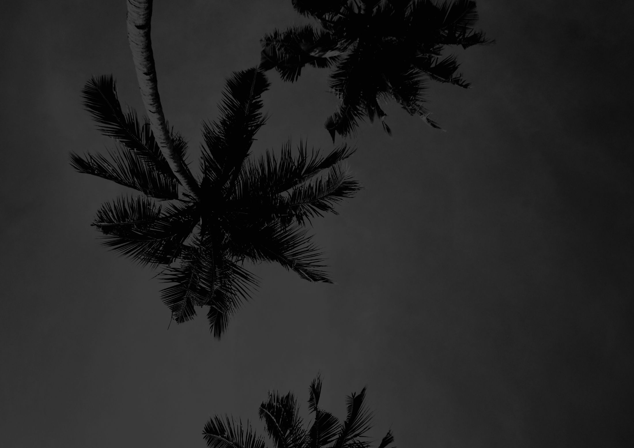 Palm tree silhouettes against a dark sky